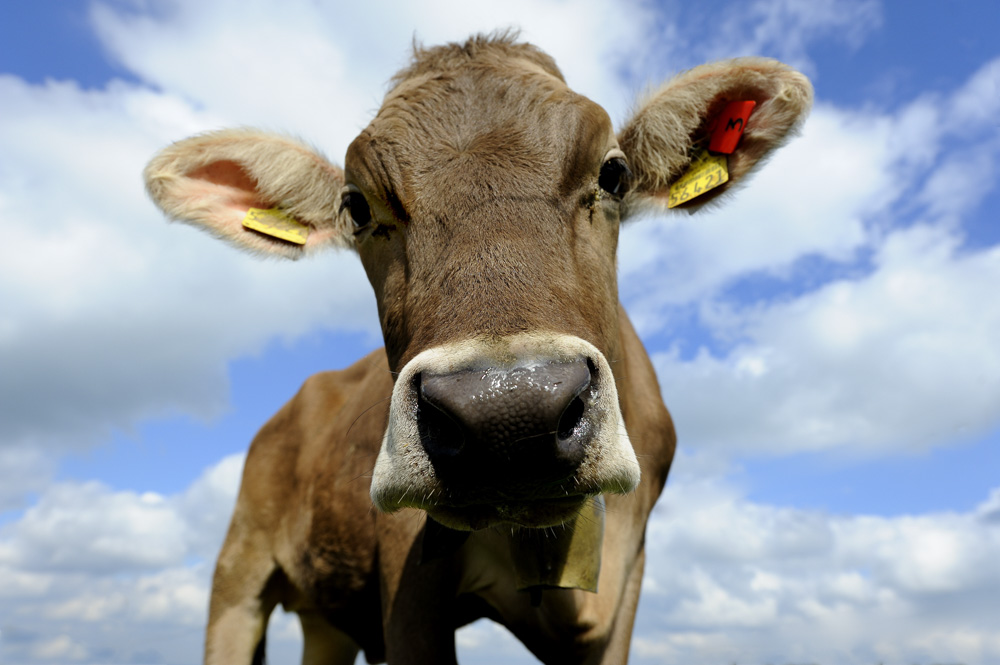 Kerler können diese Augen lügen